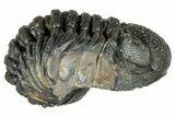 Long, Curled Morocops Trilobite - Morocco #323512-1
